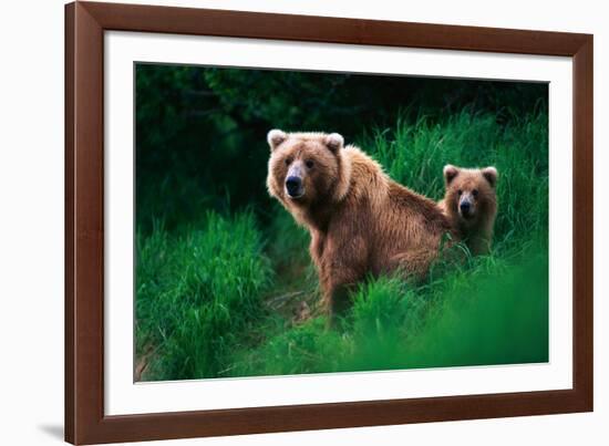 Brown Bear Sow and Cub-null-Framed Photographic Print