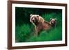 Brown Bear Sow and Cub-null-Framed Photographic Print