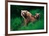 Brown Bear Sow and Cub-null-Framed Photographic Print