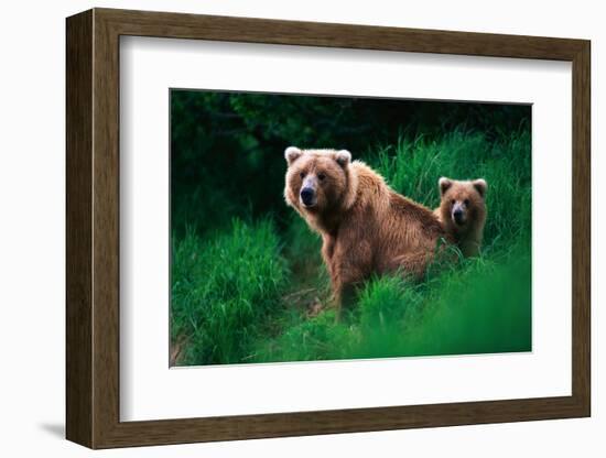 Brown Bear Sow and Cub-null-Framed Photographic Print