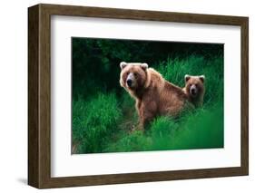 Brown Bear Sow and Cub-null-Framed Photographic Print