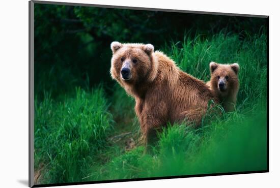 Brown Bear Sow and Cub-null-Mounted Photographic Print