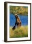 Brown Bear Sow and Cub-Paul Souders-Framed Photographic Print