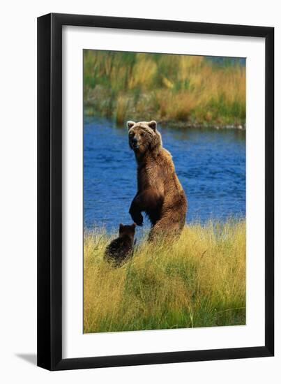 Brown Bear Sow and Cub-Paul Souders-Framed Photographic Print