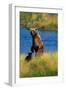 Brown Bear Sow and Cub-Paul Souders-Framed Photographic Print