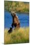 Brown Bear Sow and Cub-Paul Souders-Mounted Photographic Print
