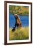 Brown Bear Sow and Cub-Paul Souders-Framed Photographic Print