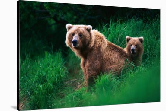 Brown Bear Sow and Cub-null-Stretched Canvas