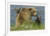 Brown bear sow and cubs, Katmai National Park, Alaska, USA-Art Wolfe-Framed Photographic Print