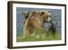 Brown bear sow and cubs, Katmai National Park, Alaska, USA-Art Wolfe-Framed Photographic Print