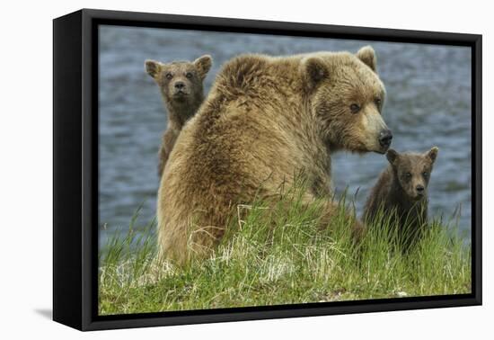 Brown bear sow and cubs, Katmai National Park, Alaska, USA-Art Wolfe-Framed Stretched Canvas