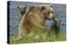 Brown bear sow and cubs, Katmai National Park, Alaska, USA-Art Wolfe-Stretched Canvas