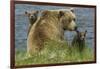 Brown bear sow and cubs, Katmai National Park, Alaska, USA-Art Wolfe-Framed Photographic Print