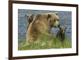 Brown bear sow and cubs, Katmai National Park, Alaska, USA-Art Wolfe-Framed Premium Photographic Print