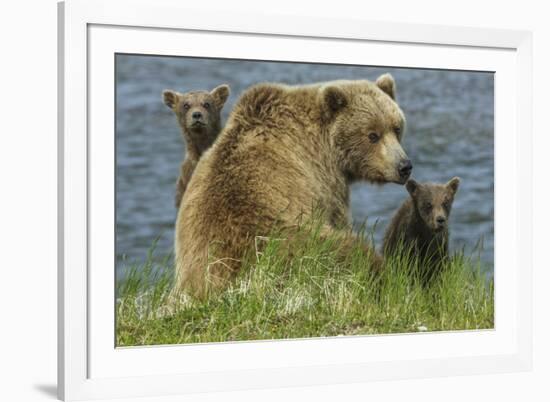 Brown bear sow and cubs, Katmai National Park, Alaska, USA-Art Wolfe-Framed Premium Photographic Print