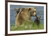 Brown bear sow and cubs, Katmai National Park, Alaska, USA-Art Wolfe-Framed Premium Photographic Print