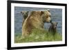 Brown bear sow and cubs, Katmai National Park, Alaska, USA-Art Wolfe-Framed Premium Photographic Print