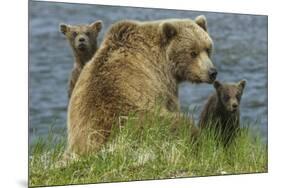 Brown bear sow and cubs, Katmai National Park, Alaska, USA-Art Wolfe-Mounted Premium Photographic Print