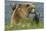 Brown bear sow and cubs, Katmai National Park, Alaska, USA-Art Wolfe-Mounted Premium Photographic Print