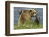 Brown bear sow and cubs, Katmai National Park, Alaska, USA-Art Wolfe-Framed Photographic Print