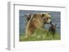 Brown bear sow and cubs, Katmai National Park, Alaska, USA-Art Wolfe-Framed Photographic Print