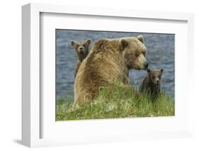 Brown bear sow and cubs, Katmai National Park, Alaska, USA-Art Wolfe-Framed Photographic Print