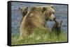 Brown bear sow and cubs, Katmai National Park, Alaska, USA-Art Wolfe-Framed Stretched Canvas