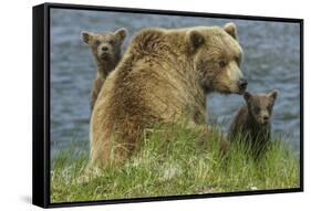 Brown bear sow and cubs, Katmai National Park, Alaska, USA-Art Wolfe-Framed Stretched Canvas