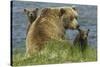 Brown bear sow and cubs, Katmai National Park, Alaska, USA-Art Wolfe-Stretched Canvas