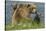 Brown bear sow and cubs, Katmai National Park, Alaska, USA-Art Wolfe-Stretched Canvas