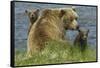 Brown bear sow and cubs, Katmai National Park, Alaska, USA-Art Wolfe-Framed Stretched Canvas