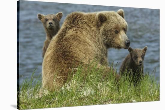 Brown bear sow and cubs, Katmai National Park, Alaska, USA-Art Wolfe-Stretched Canvas