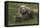 Brown bear sow and cubs, Katmai National Park, Alaska, USA-Art Wolfe-Framed Stretched Canvas