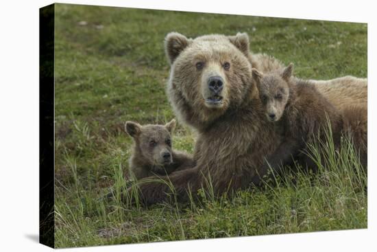 Brown bear sow and cubs, Katmai National Park, Alaska, USA-Art Wolfe-Stretched Canvas