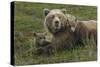 Brown bear sow and cubs, Katmai National Park, Alaska, USA-Art Wolfe-Stretched Canvas