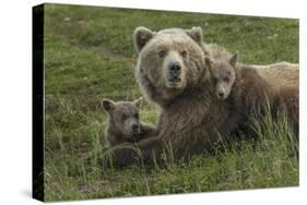 Brown bear sow and cubs, Katmai National Park, Alaska, USA-Art Wolfe-Stretched Canvas