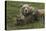 Brown bear sow and cubs, Katmai National Park, Alaska, USA-Art Wolfe-Stretched Canvas