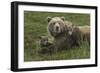 Brown bear sow and cubs, Katmai National Park, Alaska, USA-Art Wolfe-Framed Photographic Print