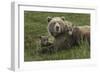 Brown bear sow and cubs, Katmai National Park, Alaska, USA-Art Wolfe-Framed Photographic Print