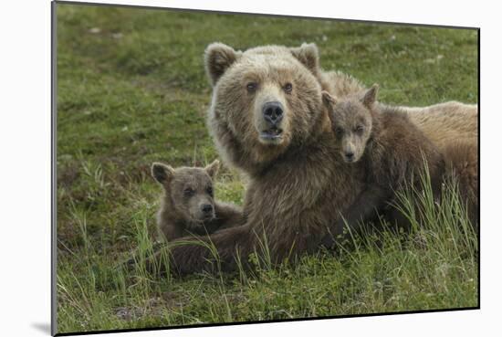 Brown bear sow and cubs, Katmai National Park, Alaska, USA-Art Wolfe-Mounted Photographic Print