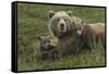 Brown bear sow and cubs, Katmai National Park, Alaska, USA-Art Wolfe-Framed Stretched Canvas