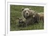 Brown bear sow and cubs, Katmai National Park, Alaska, USA-Art Wolfe-Framed Premium Photographic Print