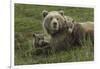 Brown bear sow and cubs, Katmai National Park, Alaska, USA-Art Wolfe-Framed Photographic Print