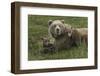 Brown bear sow and cubs, Katmai National Park, Alaska, USA-Art Wolfe-Framed Photographic Print