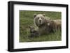 Brown bear sow and cubs, Katmai National Park, Alaska, USA-Art Wolfe-Framed Photographic Print