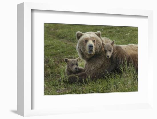 Brown bear sow and cubs, Katmai National Park, Alaska, USA-Art Wolfe-Framed Photographic Print