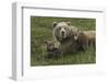 Brown bear sow and cubs, Katmai National Park, Alaska, USA-Art Wolfe-Framed Photographic Print