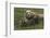 Brown bear sow and cubs, Katmai National Park, Alaska, USA-Art Wolfe-Framed Photographic Print