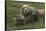 Brown bear sow and cubs, Katmai National Park, Alaska, USA-Art Wolfe-Framed Stretched Canvas