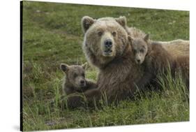 Brown bear sow and cubs, Katmai National Park, Alaska, USA-Art Wolfe-Stretched Canvas